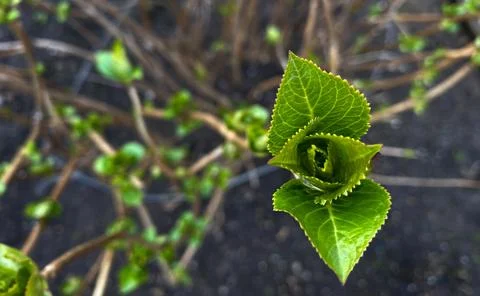 Close-up of leaves blooming in spring. Stock Photos