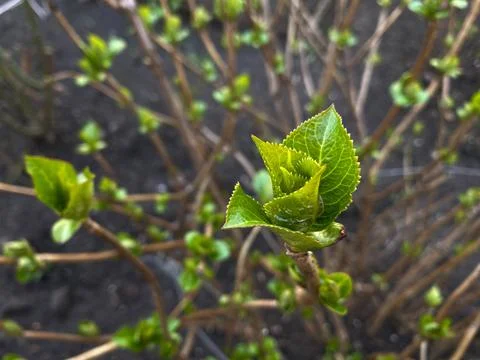 Close-up of leaves blooming in spring. Stock Photos