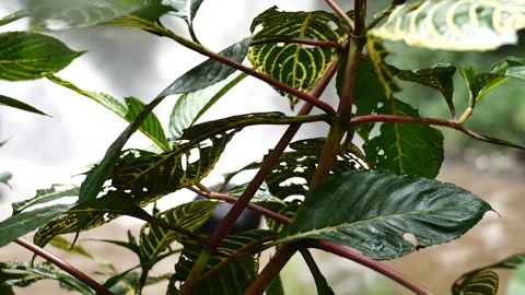 Close up of leaves blowing in the wind and splashed by water from the waterfall Stock-Footage 291291003