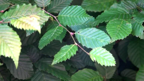 Close up of leaves blowing in the wind Stock Footage 197593188