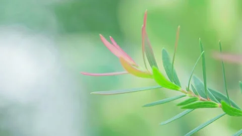 Close-up of leaves blown by the wind against a blurred green backdrop with copy  Stock Footage 234696944