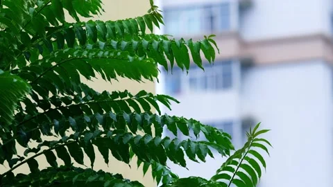 Close-up of leaves-branches after rain Stock Footage 258219654