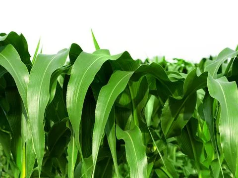 Close-up leaves of corn Stock Photos