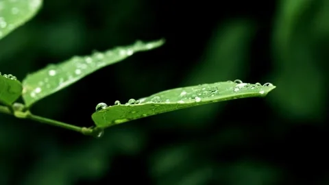 Close-up of leaves, dew, raindrops Stock Footage 259119900