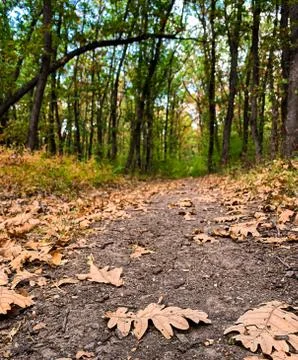 Close up leaves fallen on path through the woods Stock Photos