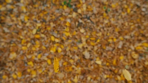 Close up leaves falling in slow motion autumn in forest autumn tree season Stock Footage 98604541