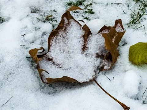 Close-up of leaves on the first snow in cloudy weather. Park in autumn. Stock Photos