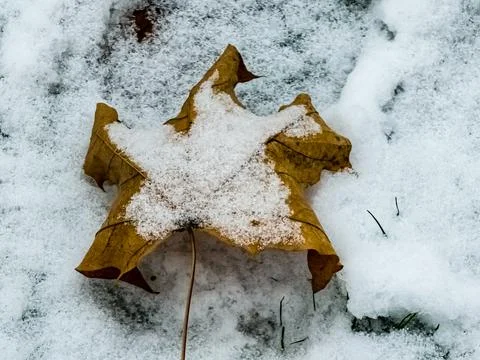 Close-up of leaves on the first snow in cloudy weather. Park in autumn. Stock Photos