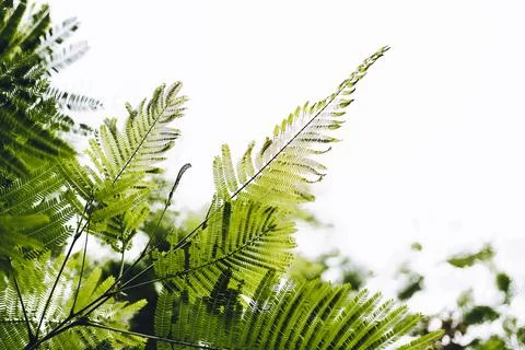 Close-up of Leaves of The Flame tree (Delonix regia (Hook.) Raf.). Green leaf Stock Photos