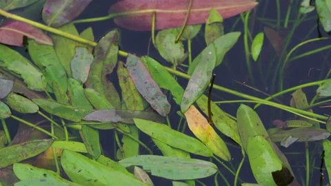 Close Up Of Leaves Floating In The Water Stock Footage 221831258
