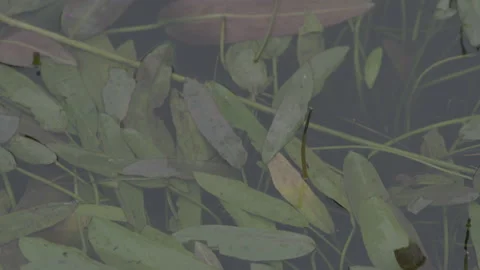 Close Up Of Leaves Floating In The Water - No LUT Version Stock Footage 221876458