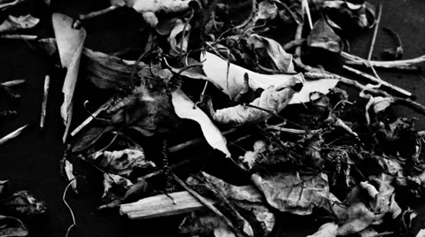 Close up leaves Stock Footage 34539551