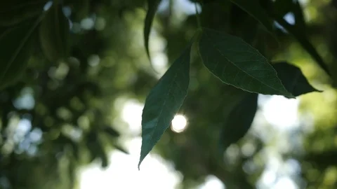 Close up of leaves 库存影片 78240237