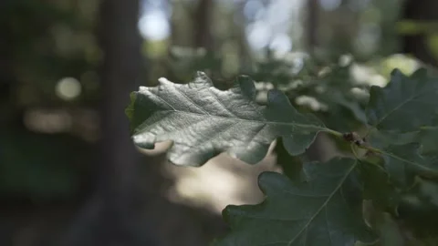 Close up on leaves Stockbeeldmateriaal 131510760