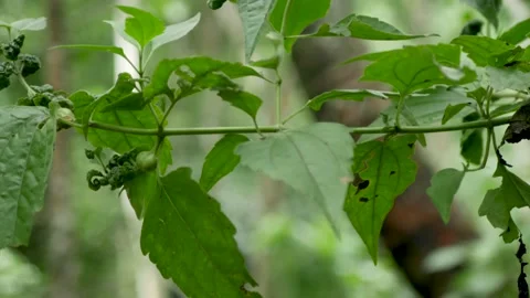 Close-up of leaves. Vídeo Stock 150560740