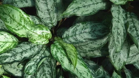 Close up of leaves  Stock Footage 243495219