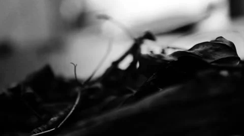 Close up leaves, foreground and background focus Stock Footage 34540051