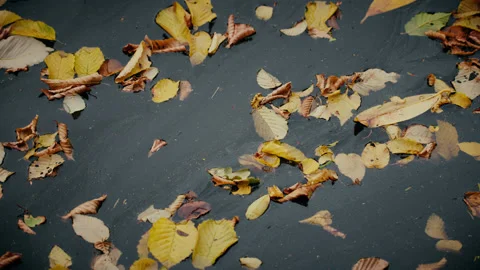 A close up of leaves gently floating about on the surface of a lake. 4K tripod Stock Footage 202239810