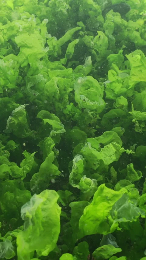 Close-up, leaves of Green algae Sea Lettuce, Ulva lactuca are translucent in Stock Footage 316225367