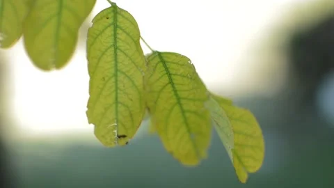 Close-up leaves on a green blur background. flora natural green blur. Video stock 211635325