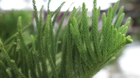 Close up leaves of green fluffy pine tree Video stock 108728152