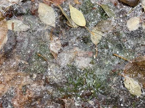 A close up of leaves on the ground under ice Stock Photos