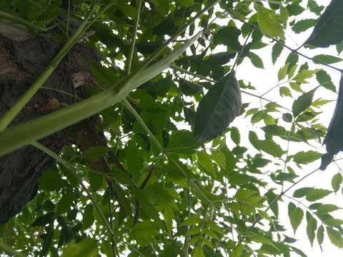 The close up leaves of the indica Stock Photos