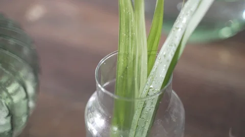 Close up leaves in jar Stock Footage 103854469