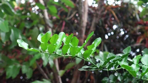 Close up of leaves kaffir lime Stock-Footage 267709361