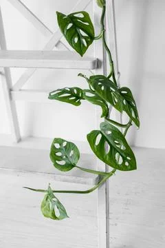 Close-up leaves leafs Monstera Monkey Mask in a white pot on a white backgrou Stock Photos
