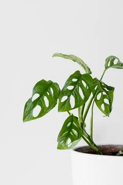 Close-up leaves leafs Monstera Monkey Mask in a white pot on a white backgrou Stock Photos