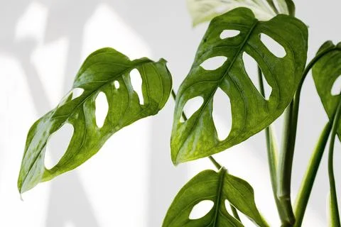 Close-up leaves leafs Monstera Monkey Mask in a white pot on a white backgrou Stock Photos