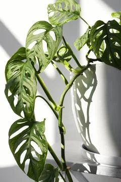 Close-up leaves leafs Monstera Monkey Mask in a white pot on a white backgrou Stock Photos