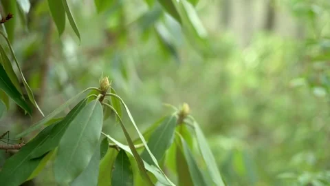 Close-up of leaves in a lush forest, with the background softly blurred. The Video stock 280007280