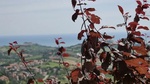 A close up of the leaves moving in the wind. Stock Footage 131366631
