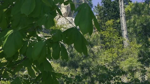 Close up leaves in nature movement to tree Stock Footage 112777609