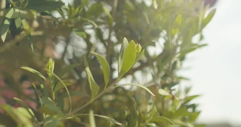 Close up of the leaves from an olive tree as the sway in the wind (H264) Video stock 240620646
