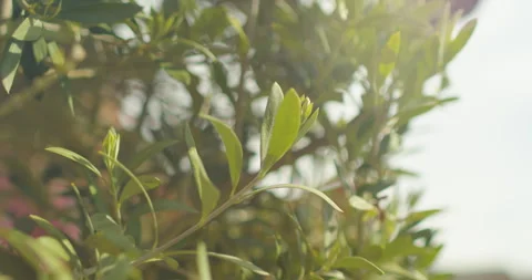Close up of the leaves from an olive tree as the sway in the wind (ProRes) Video stock 240622609