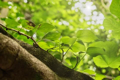 Close-up of leaves perched on a trunk Stock Photos