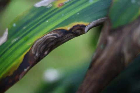 Close Up Leaves Stock Photos