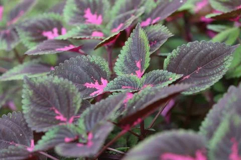 Close Up leaves Stock Photos