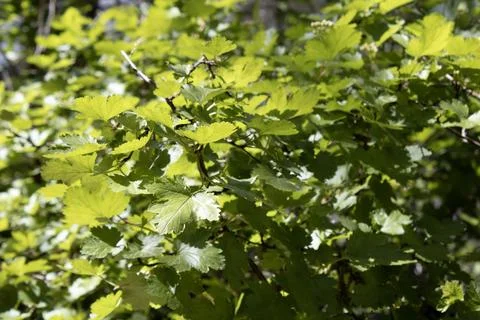 Close up of leaves 写真素材