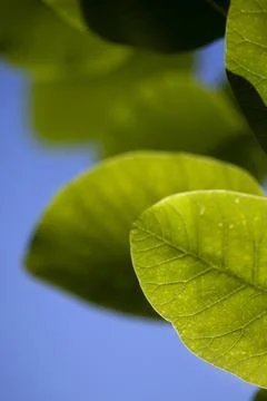 Close up of leaves Stock Photos