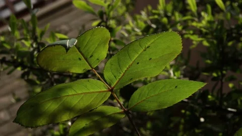 Close-up leaves of a plant Video stock 193619438