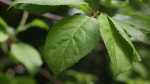 Close-up leaves of a plant Stock Footage 193619866