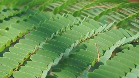 A close up of the leaves of a plant Video stock 341906950