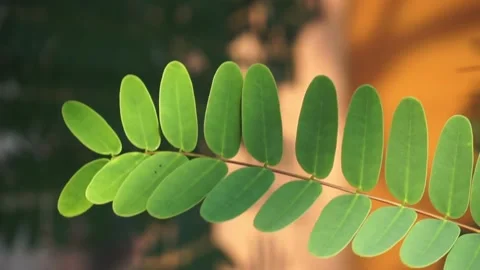 A close up of the leaves of a plant Video stock 341906951