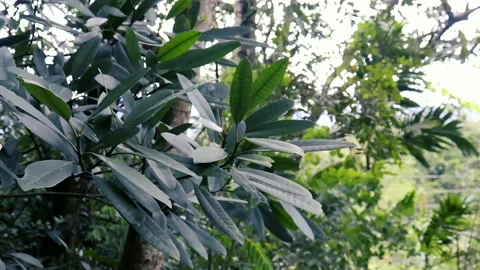 Close up leaves plant in the forest Vídeos de archivo 237147750