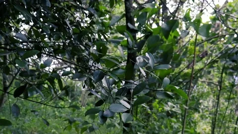 Close up leaves plant in the forest Vídeos de archivo 237737052
