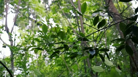 Close up leaves plant in the forest Vídeos de archivo 237738053